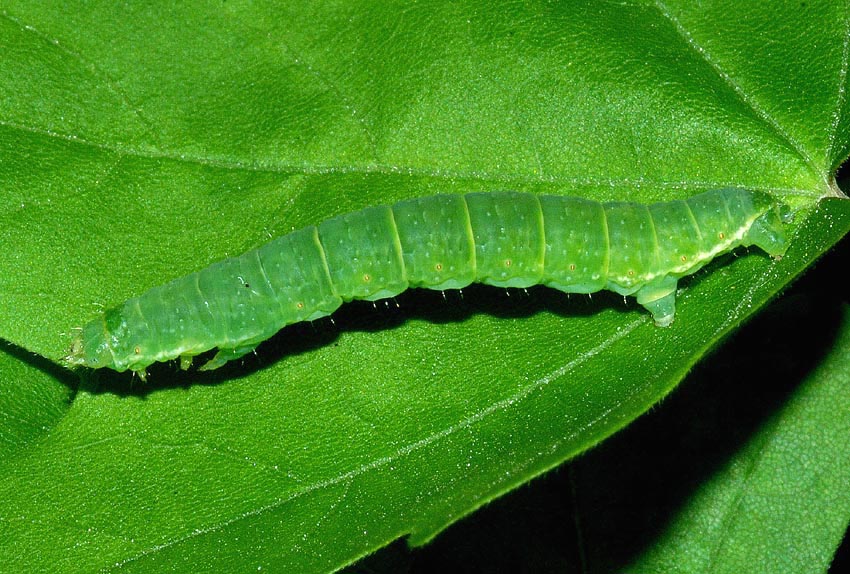 7  bruco di Geometridae da det.